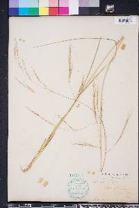 Aristida patula image