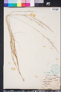 Aristida purpurascens image