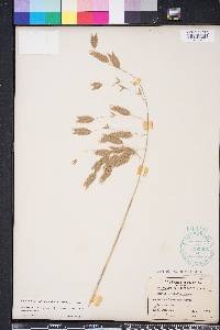 Chasmanthium latifolium image