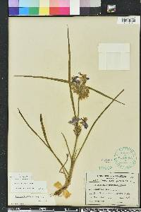 Tradescantia hirsutiflora image