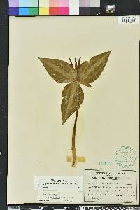 Trillium underwoodii image