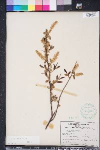 Salix caroliniana image