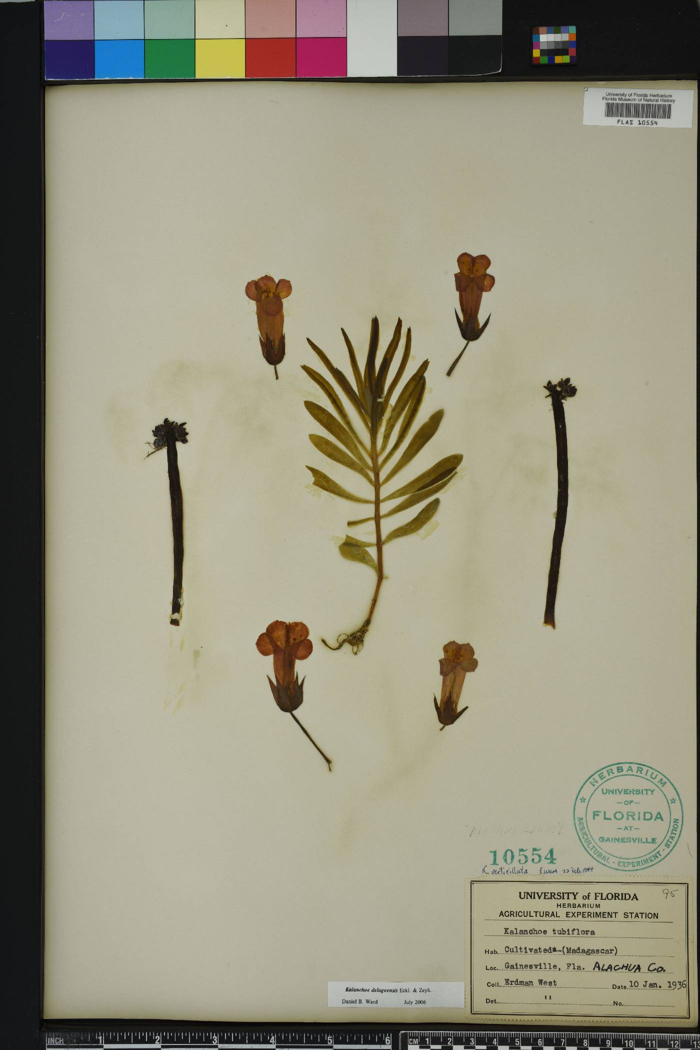 Kalanchoe delagoensis image