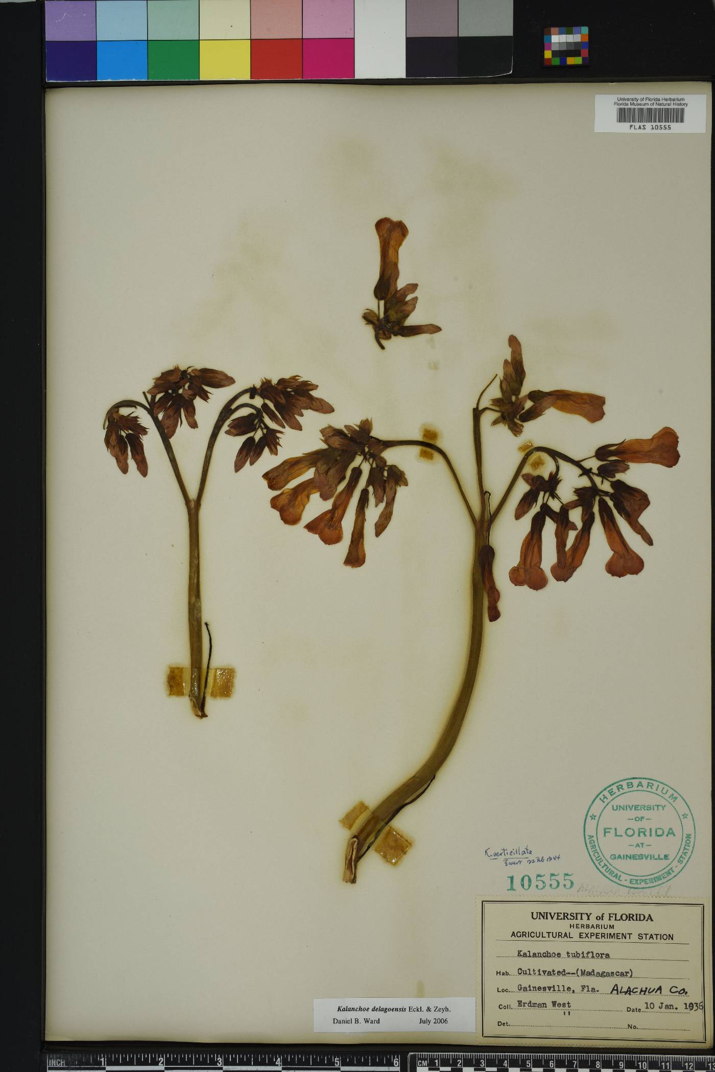 Kalanchoe delagoensis image