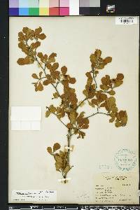 Crataegus uniflora image