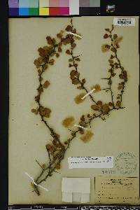 Crataegus michauxii image