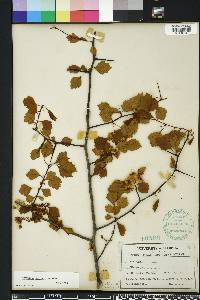 Crataegus pulcherrima image