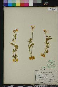 Malcolmia maritima image