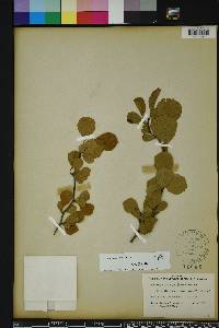 Crataegus michauxii image