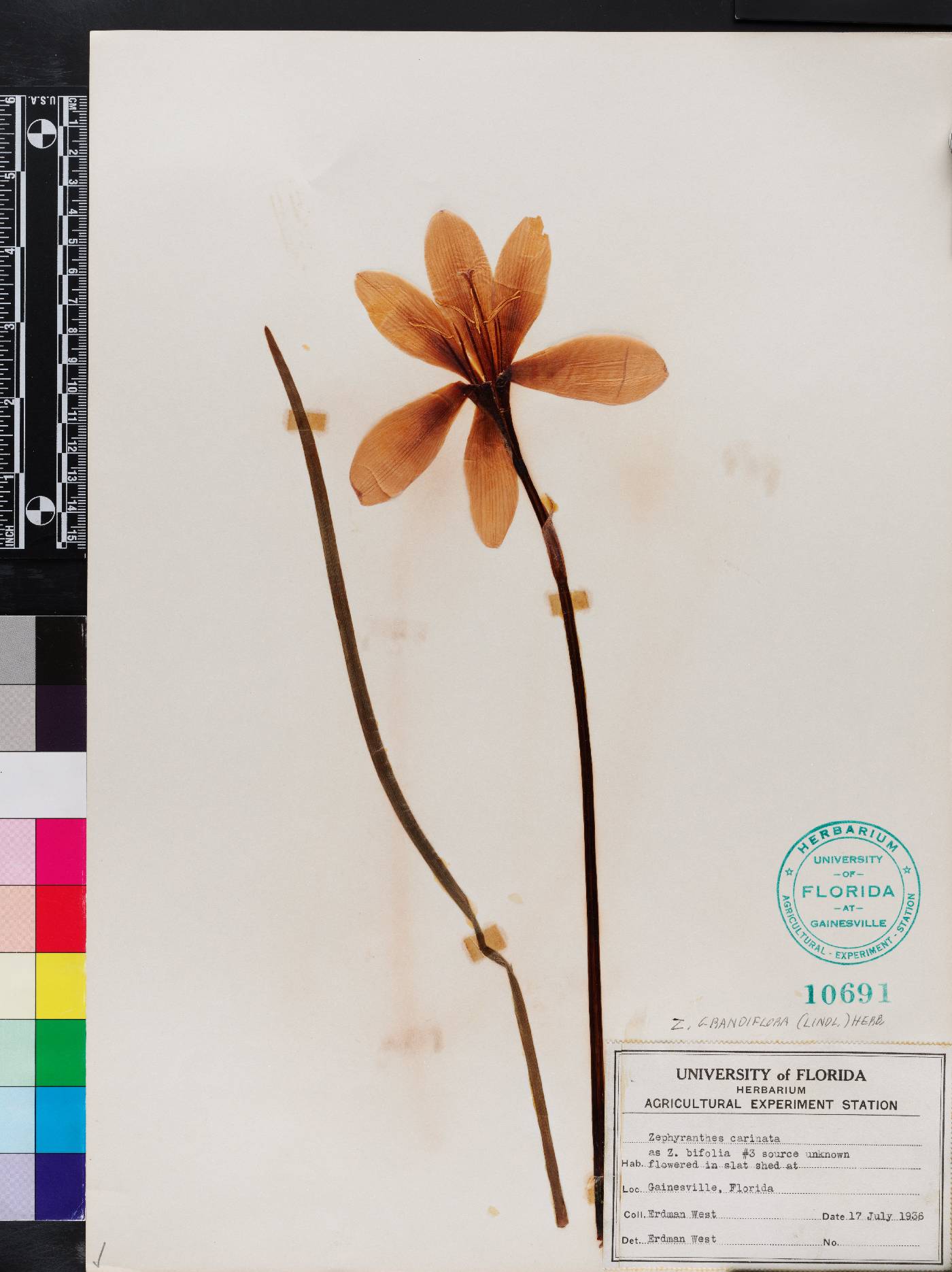 Zephyranthes grandiflora image