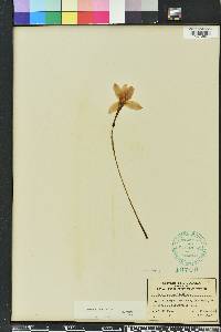 Zephyranthes macrosiphon image
