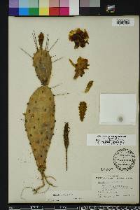 Opuntia austrina image