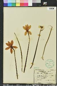 Zephyranthes macrosiphon image