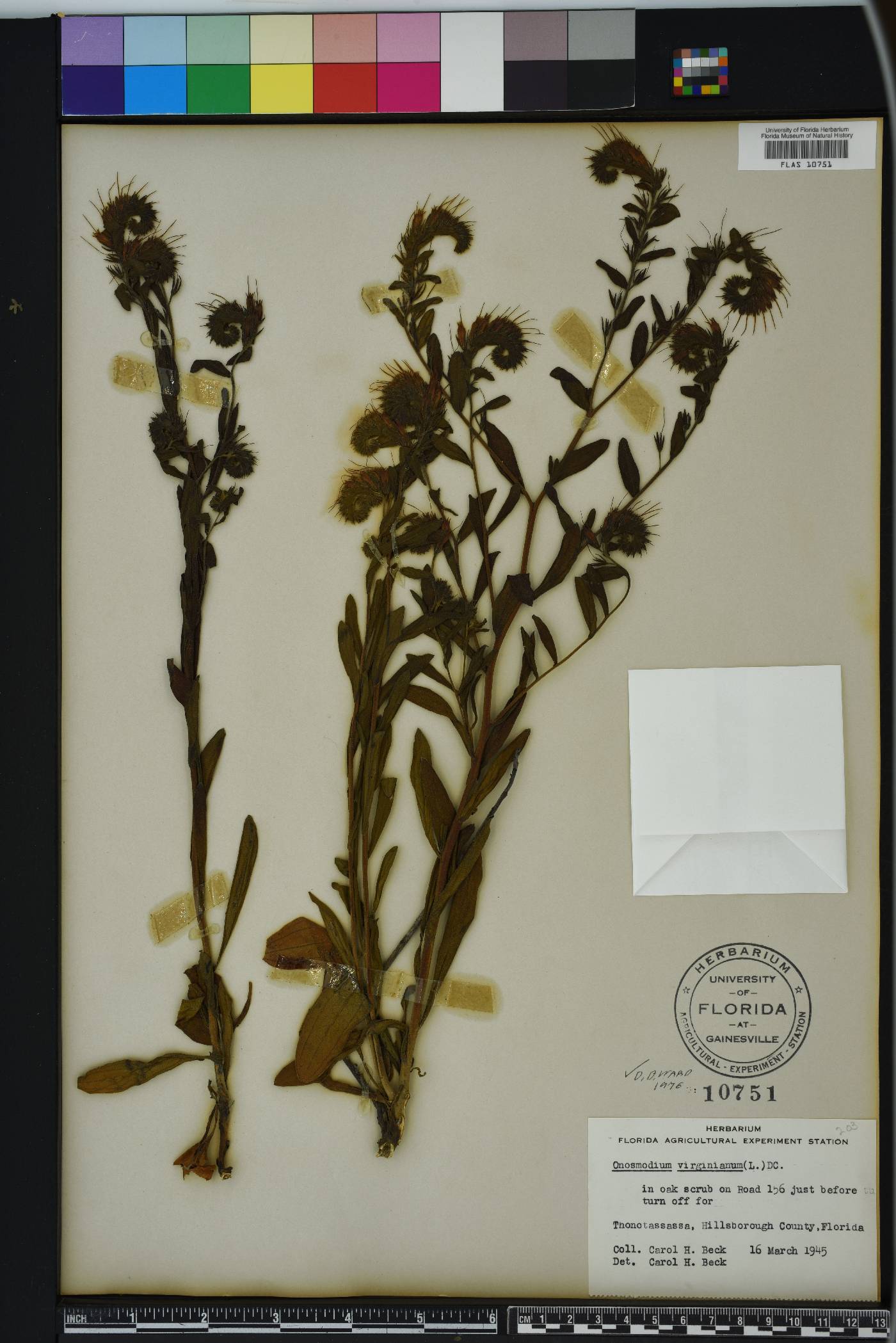Onosmodium virginianum image