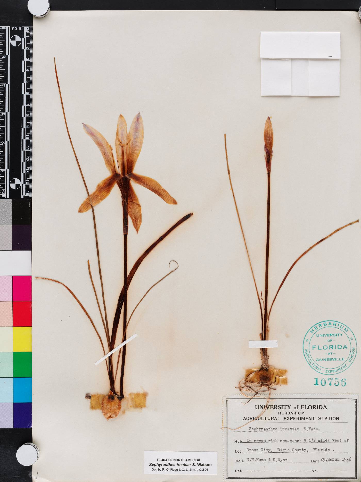 Zephyranthes treatiae image