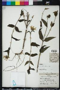 Helianthus heterophyllus image