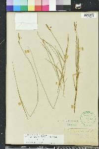 Carex bromoides image