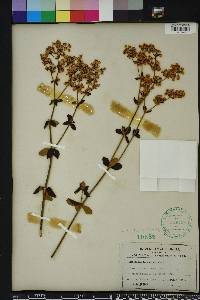 Eriogonum tomentosum image