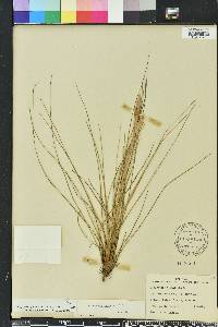 Tillandsia bartramii image