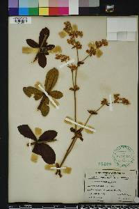 Eriogonum tomentosum image