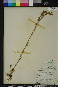 Rumex hastatulus image