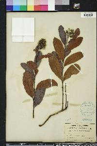 Geobalanus oblongifolius image