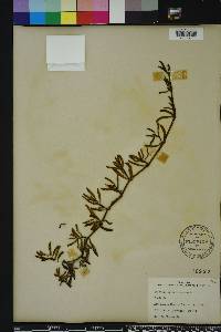 Sesuvium portulacastrum image