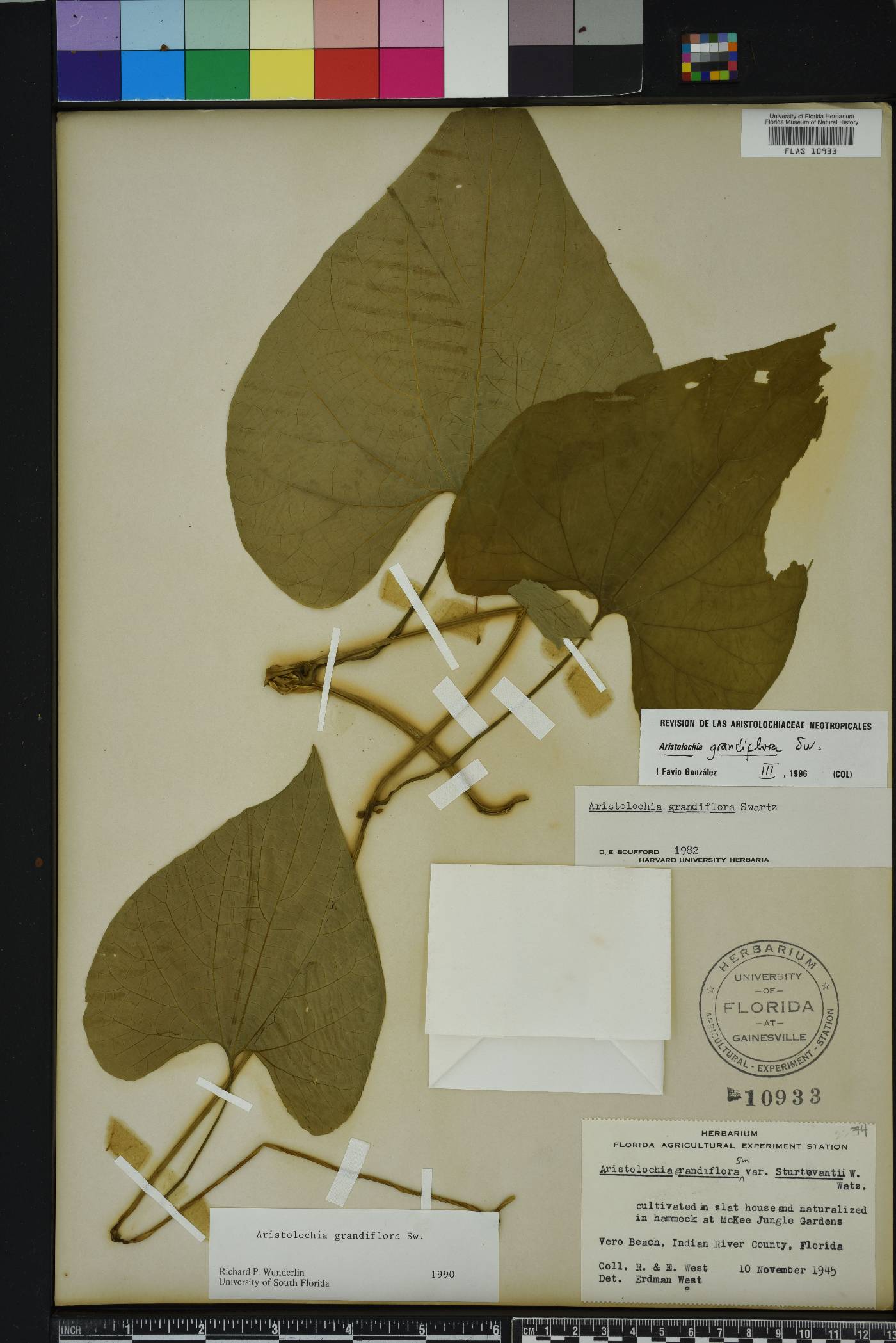 Aristolochia grandiflora image