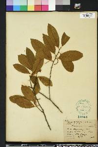 Prunus caroliniana image
