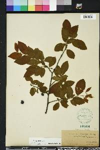 Prunus umbellata image