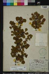 Crataegus michauxii image