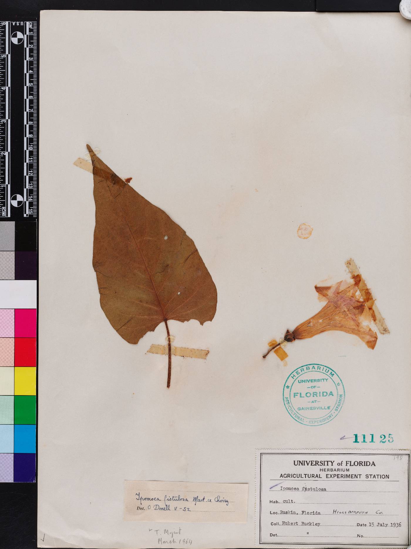 Ipomoea carnea subsp. fistulosa image