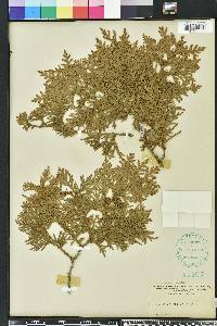 Thuja occidentalis image