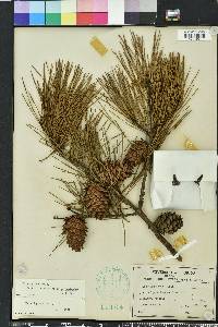 Pinus glabra image