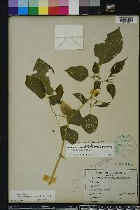 Physalis pubescens image