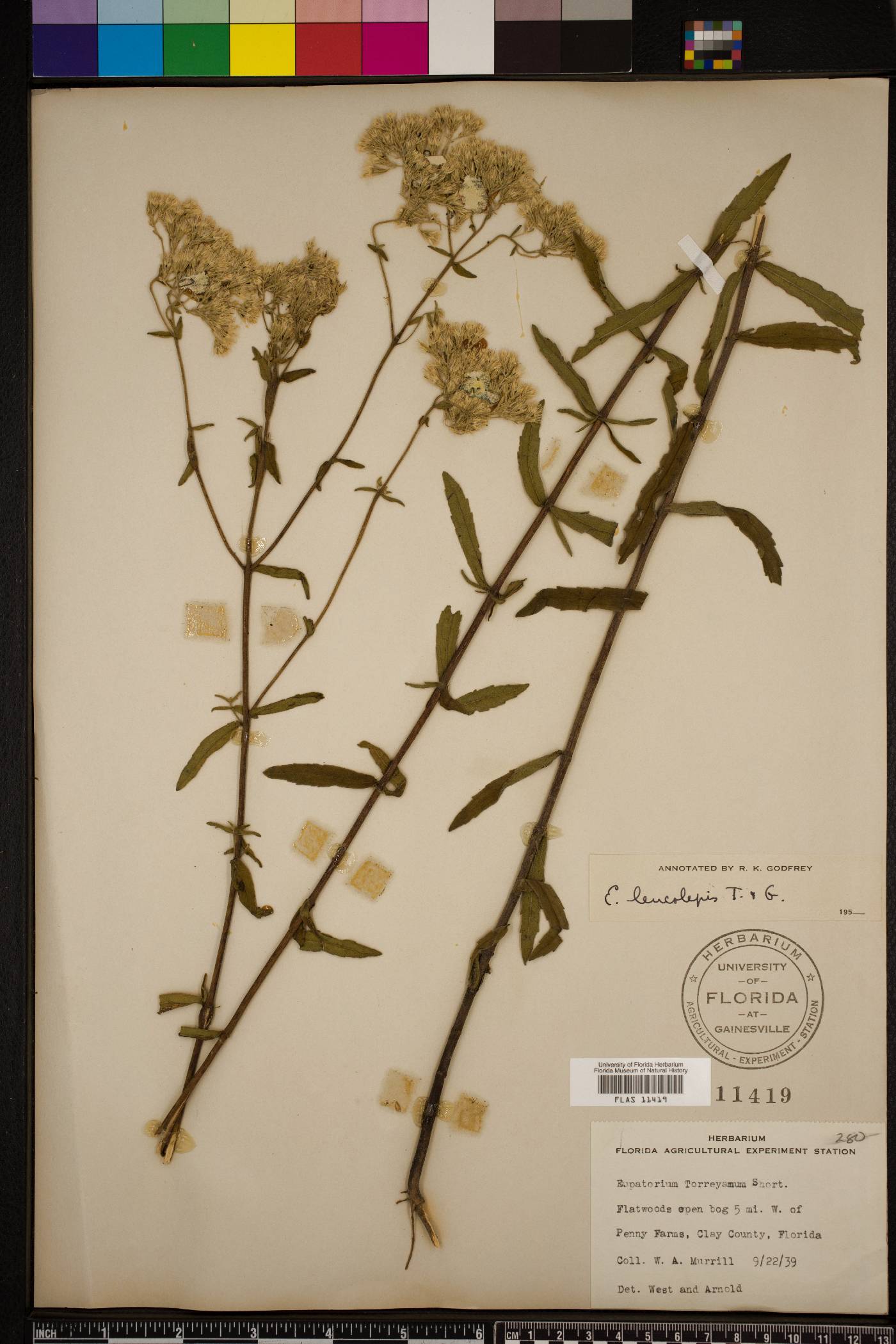 Eupatorium leucolepis image