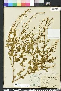 Baptisia lecontei image