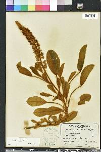 Lupinus villosus image