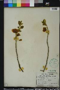 Halesia diptera image
