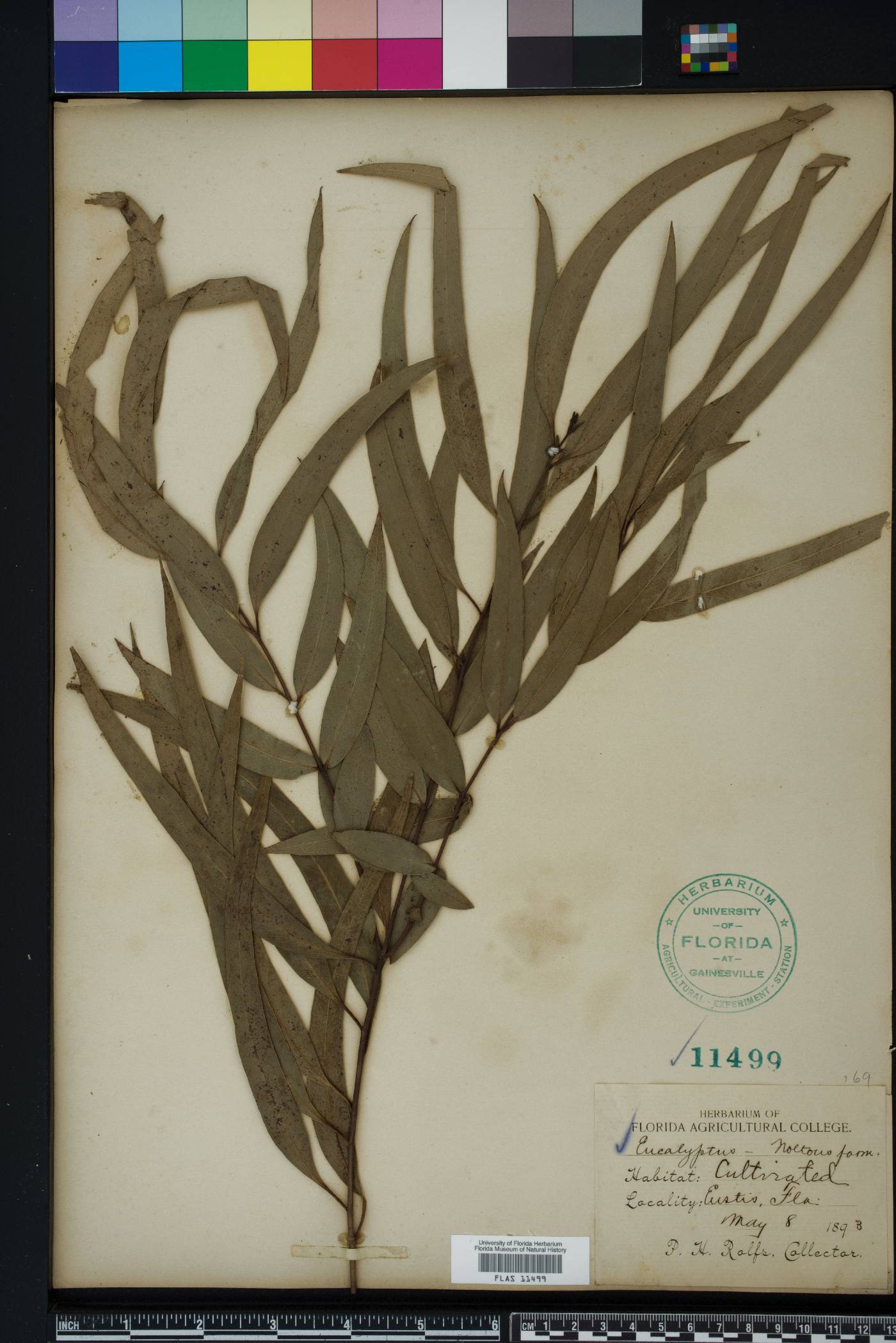 Eucalyptus viminalis image