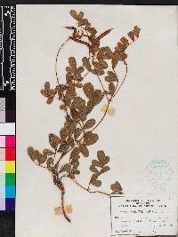 Tephrosia spicata image