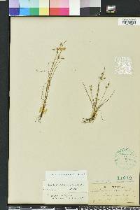 Fimbristylis dichotoma image