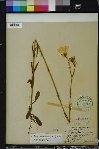 Sabatia decandra image