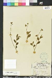 Crotalaria rotundifolia image