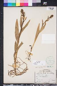 Habenaria repens image