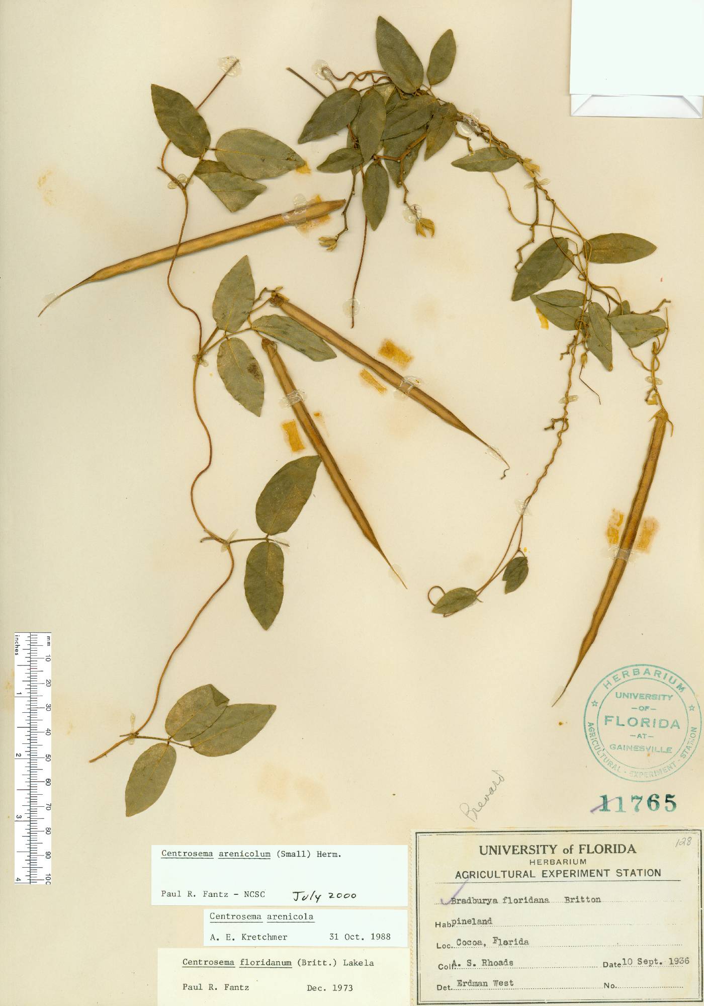 Centrosema arenicola image