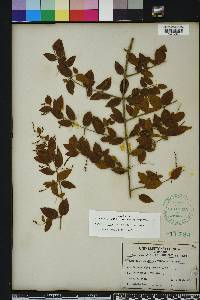 Sageretia minutiflora image