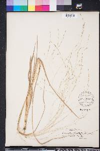 Eragrostis refracta image