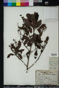 Conocarpus erectus image