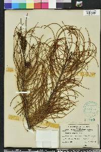 Taxodium ascendens image